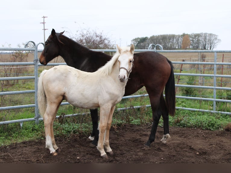 German Riding Pony Stallion 1 year 14,1 hh Palomino in DahmetalDahme/Mark