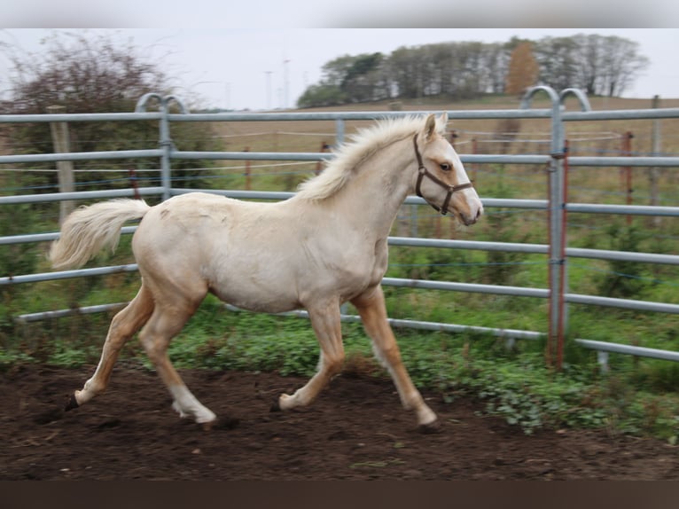 German Riding Pony Stallion 1 year 14,1 hh Palomino in DahmetalDahme/Mark