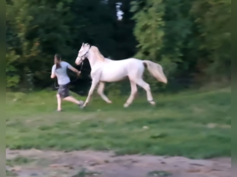 German Riding Pony Stallion 1 year 14,1 hh Perlino in Sömmerda OT Schillingstedt