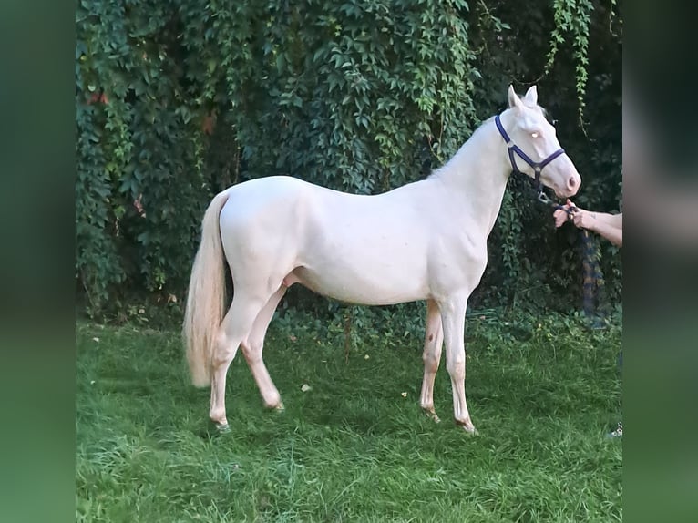 German Riding Pony Stallion 1 year 14,1 hh Perlino in Sömmerda OT Schillingstedt