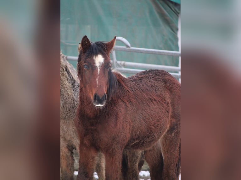 German Riding Pony Stallion 1 year 14.2 hh Brown in Rees
