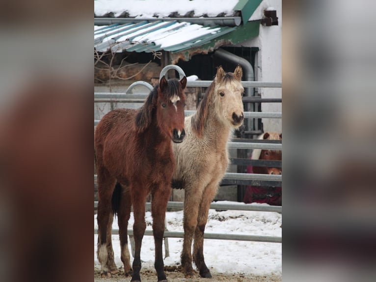 German Riding Pony Stallion 1 year 14.2 hh Brown in Rees