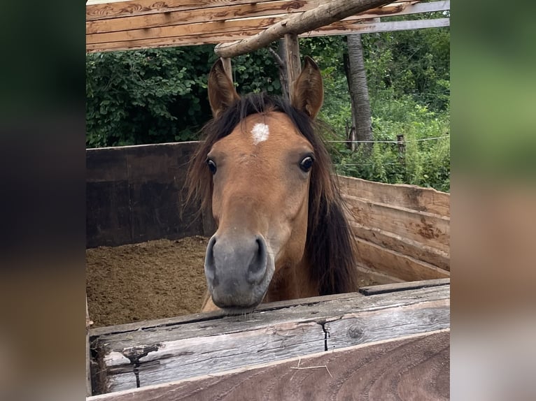 German Riding Pony Stallion 1 year 14,2 hh Buckskin in Pulheim