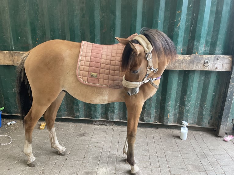 German Riding Pony Stallion 1 year 14,2 hh Buckskin in Pulheim