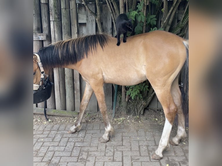 German Riding Pony Stallion 1 year 14,2 hh Buckskin in Pulheim