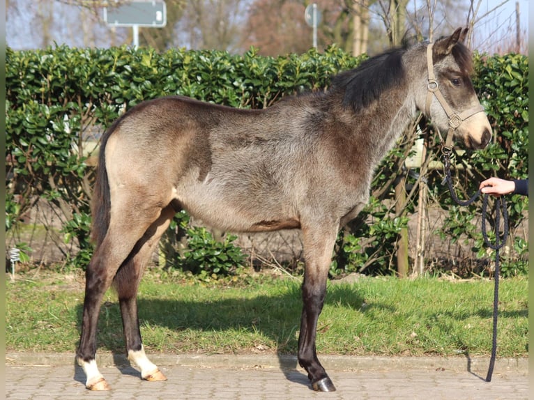 German Riding Pony Stallion 1 year 14,2 hh Buckskin in Selsingen