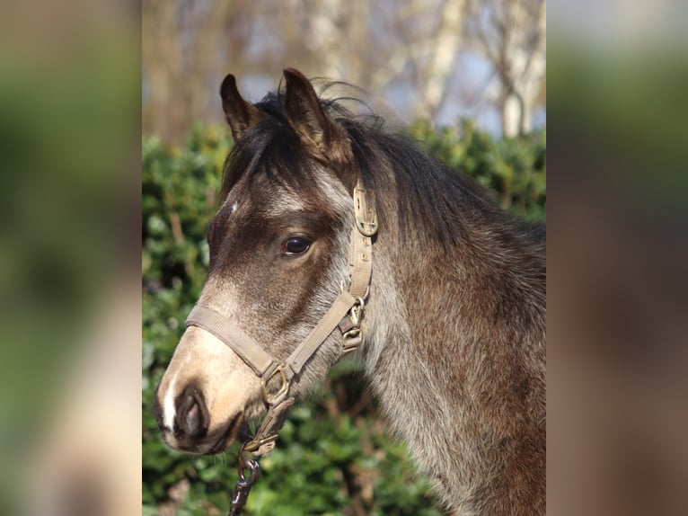 German Riding Pony Stallion 1 year 14,2 hh Buckskin in Selsingen