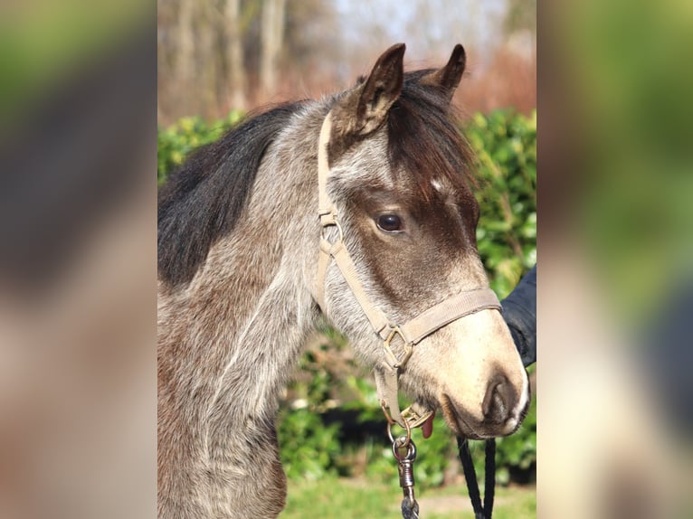 German Riding Pony Stallion 1 year 14,2 hh Buckskin in Selsingen