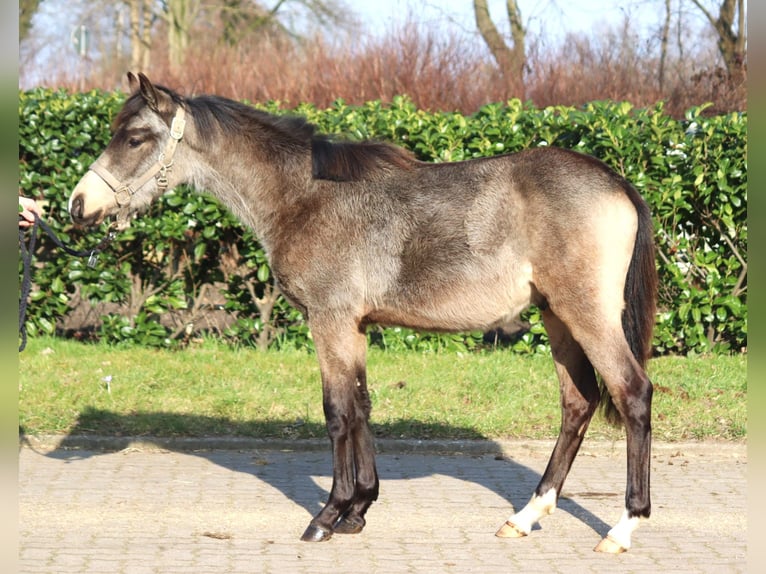 German Riding Pony Stallion 1 year 14,2 hh Buckskin in Selsingen