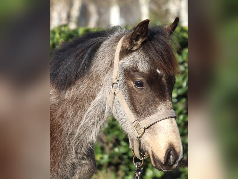 German Riding Pony Stallion 1 year 14,2 hh Buckskin in Selsingen