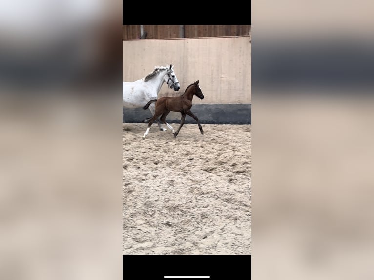 German Riding Pony Stallion 1 year 14,2 hh Chestnut in Hillersleben