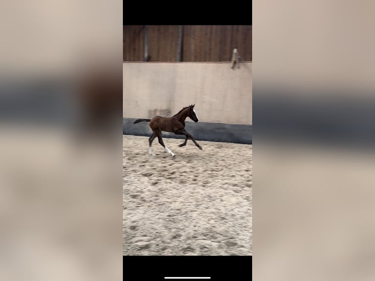 German Riding Pony Stallion 1 year 14,2 hh Chestnut in Hillersleben