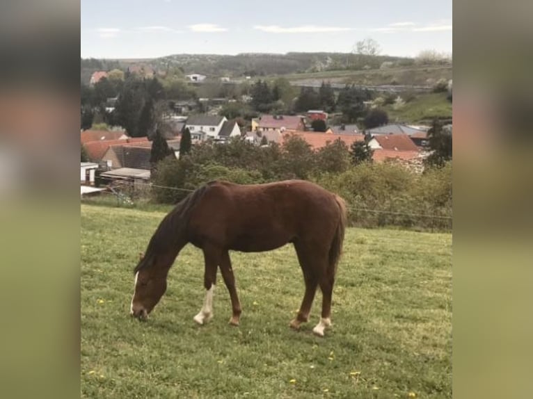 German Riding Pony Stallion 1 year 14,2 hh Chestnut in Arnstein