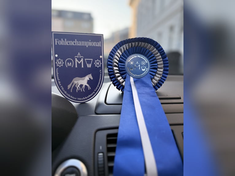 German Riding Pony Stallion 1 year 14.2 hh Chestnut in Stralsund