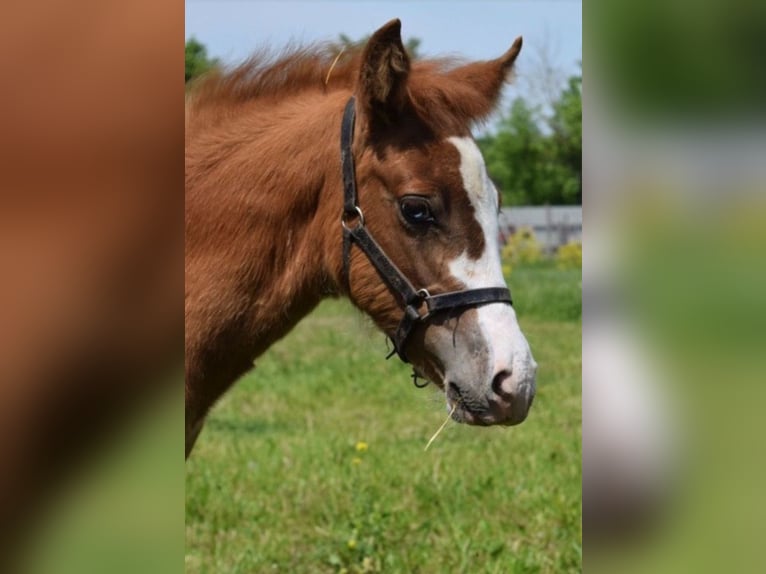 German Riding Pony Stallion 1 year 14,2 hh Chestnut-Red in Bad Wurzach