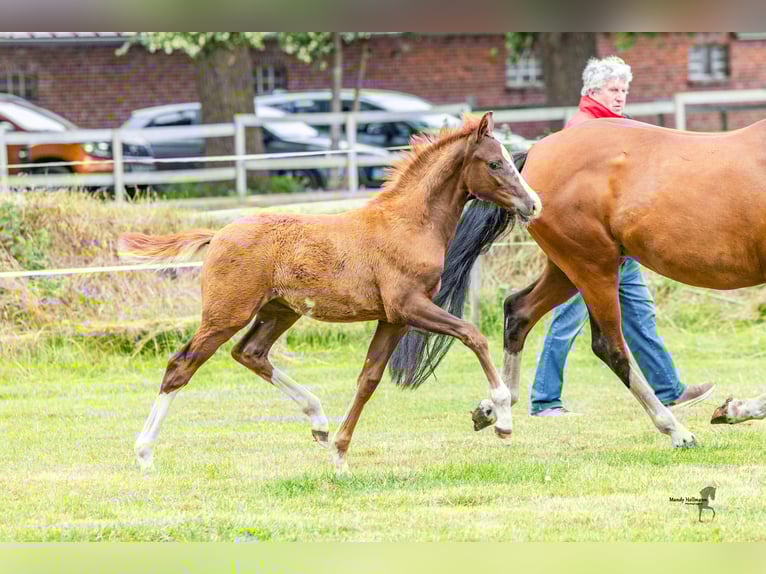 German Riding Pony Stallion 1 year 14.2 hh Chestnut-Red in Dunum