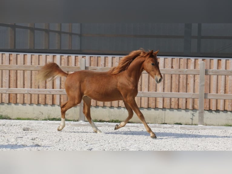 German Riding Pony Stallion 1 year 14,2 hh Chestnut-Red in Dresden