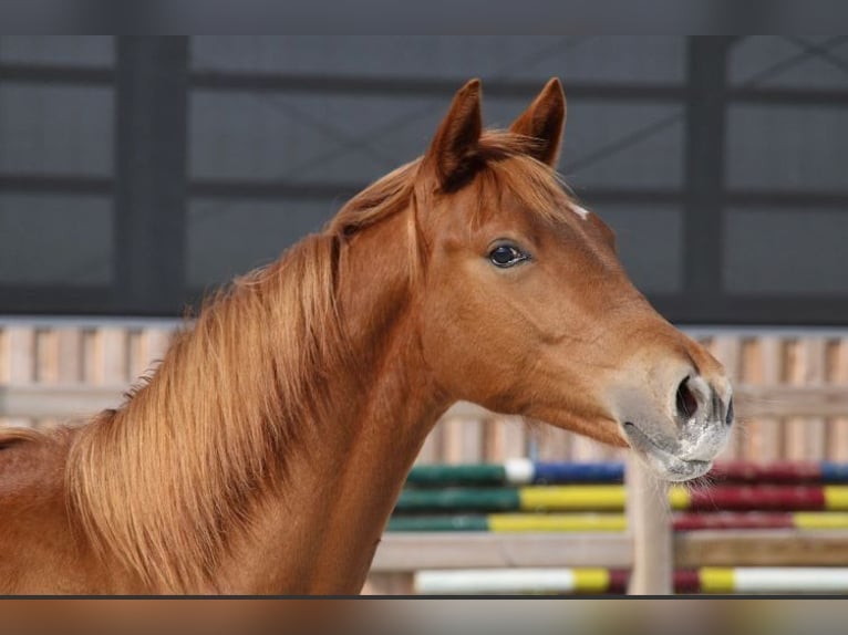 German Riding Pony Stallion 1 year 14,2 hh Chestnut-Red in Dresden