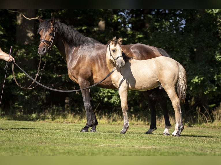 German Riding Pony Stallion 1 year 14,2 hh Dun in Bad Zwesten