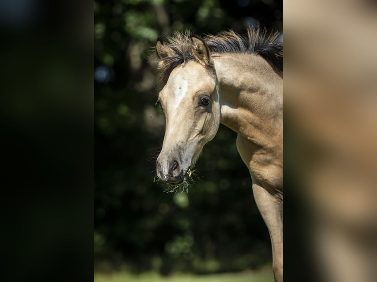 German Riding Pony Stallion 1 year 14,2 hh Dun in Bad Zwesten