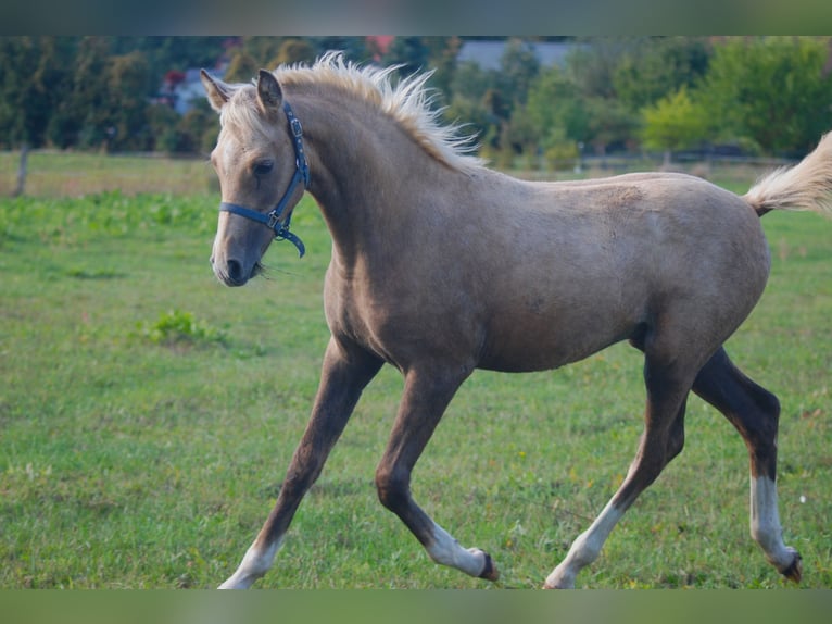 German Riding Pony Stallion 1 year 14,2 hh Palomino in Walsleben