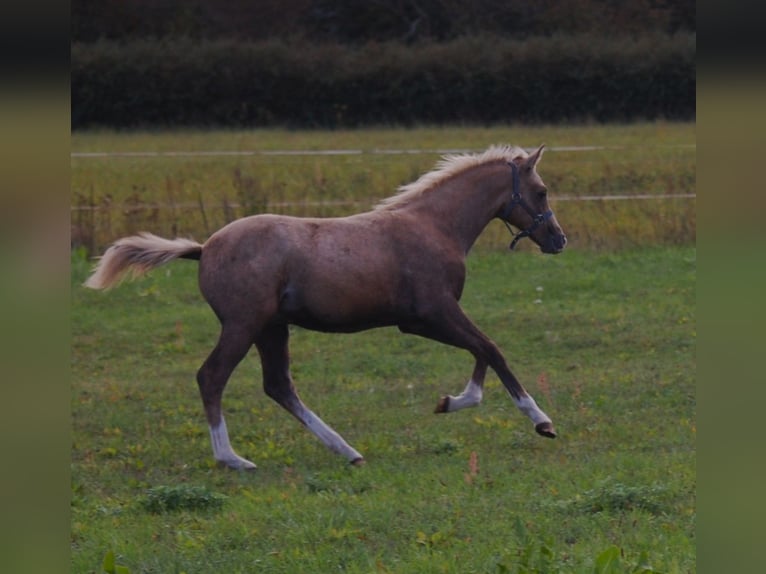 German Riding Pony Stallion 1 year 14,2 hh Palomino in Walsleben