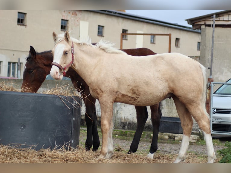 German Riding Pony Stallion 1 year 14,2 hh Palomino in Bahrdorf