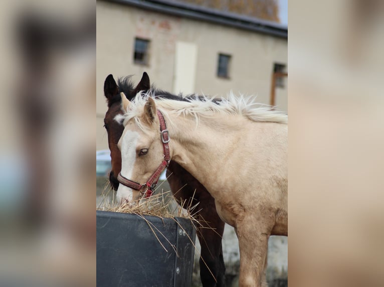 German Riding Pony Stallion 1 year 14,2 hh Palomino in Bahrdorf