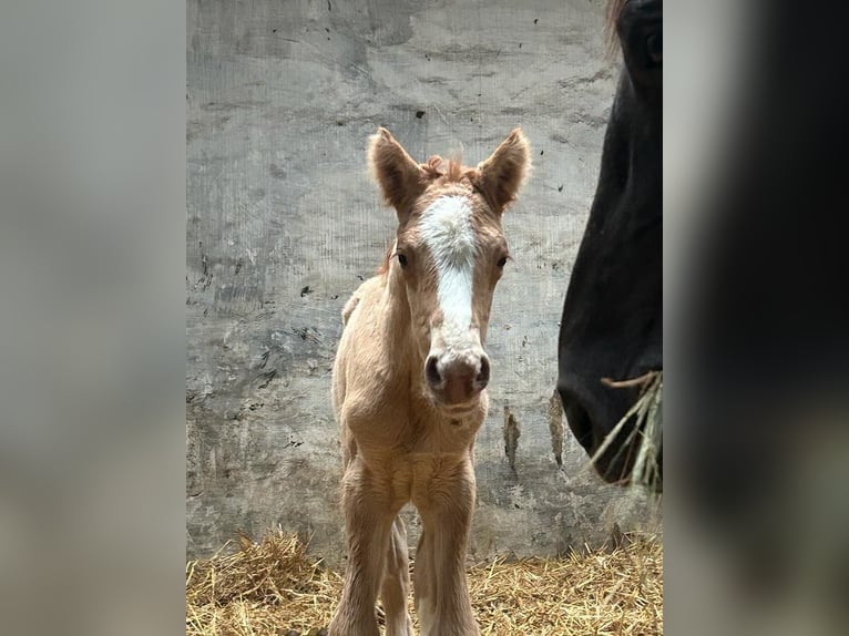 German Riding Pony Stallion 1 year 14,2 hh Red Dun in Wegeleben