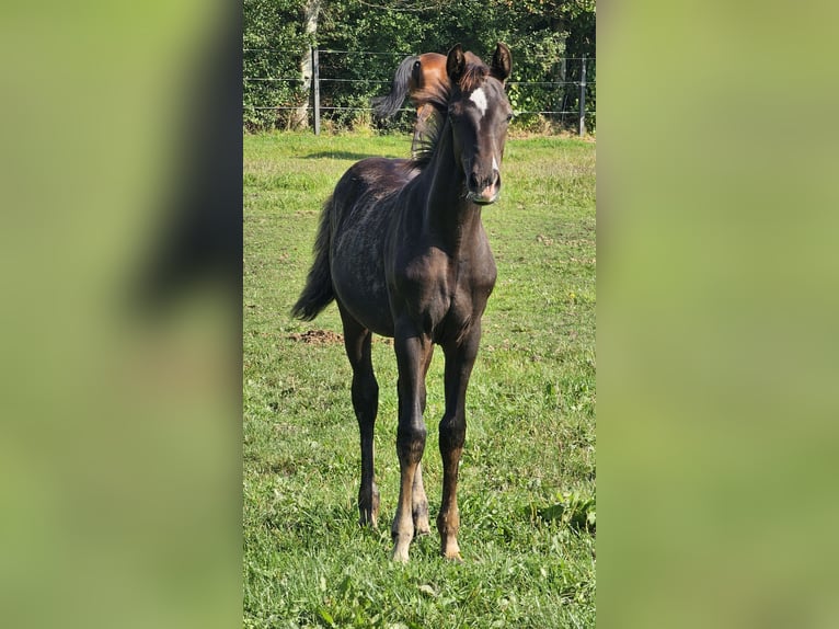 German Riding Pony Stallion 1 year 14,2 hh Smoky-Black in Walchum