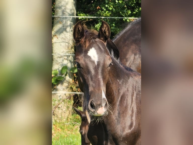 German Riding Pony Stallion 1 year 14,2 hh Smoky-Black in Walchum