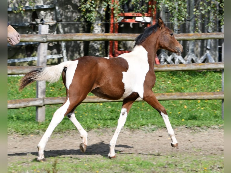 German Riding Pony Stallion 1 year 14.2 hh Tobiano-all-colors in GödenrothMörsdorf