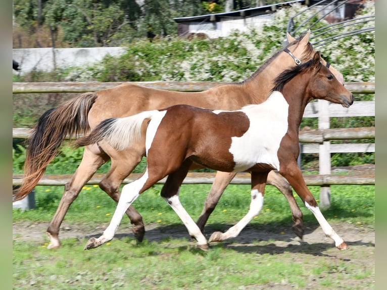 German Riding Pony Stallion 1 year 14.2 hh Tobiano-all-colors in GödenrothMörsdorf