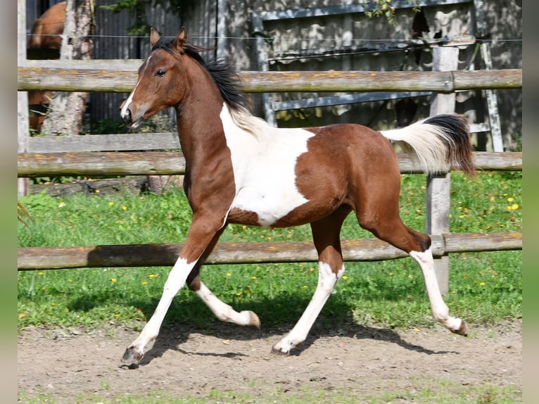 German Riding Pony Stallion 1 year 14.2 hh Tobiano-all-colors in GödenrothMörsdorf
