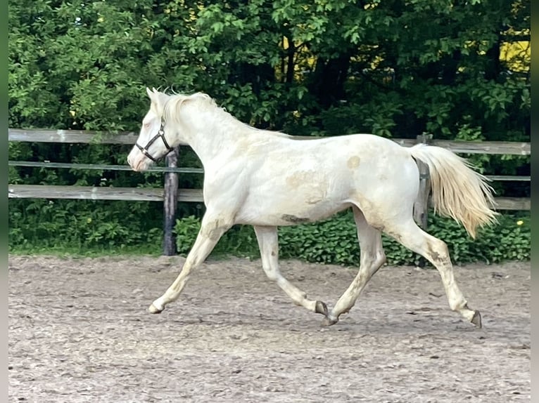 German Riding Pony Stallion 1 year 14,3 hh Cremello in Dahlem