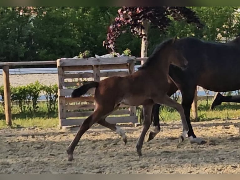 German Riding Pony Stallion 1 year 14,1 hh Bay-Dark in Osterbruch