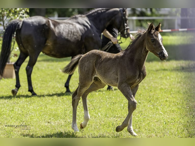 German Riding Pony Stallion 1 year 14,1 hh Bay-Dark in Schneidenbach