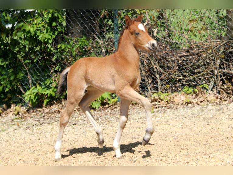 German Riding Pony Stallion 1 year 14,1 hh Brown in Kutenholz
