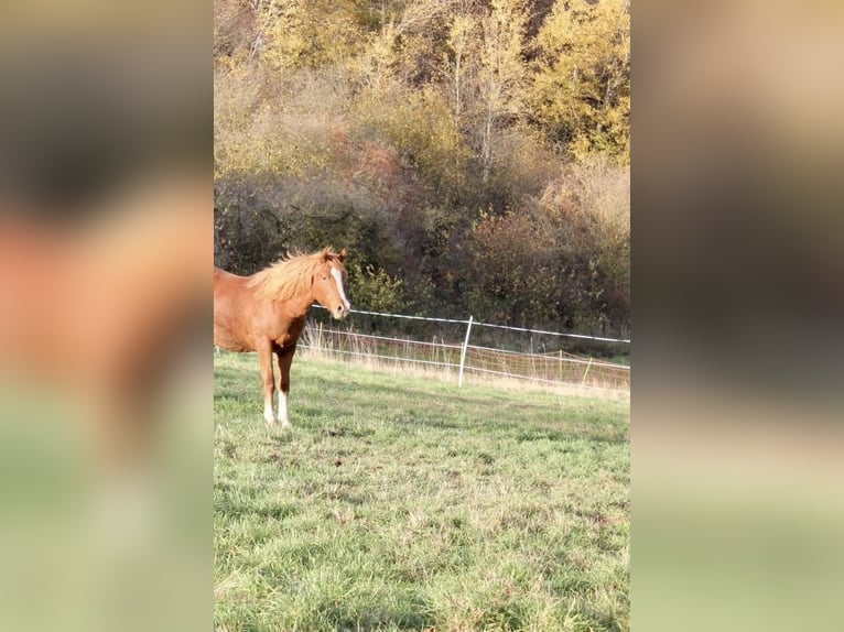 German Riding Pony Stallion 1 year 14,1 hh Chestnut-Red in Wehretal
