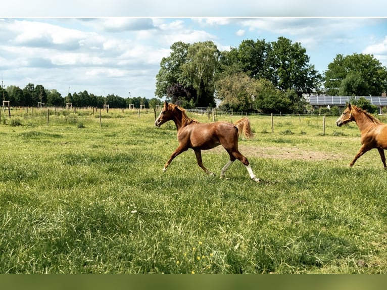 German Riding Pony Stallion 1 year 14,1 hh Chestnut-Red in Kleve