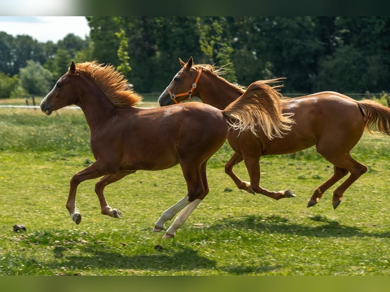 German Riding Pony Stallion 1 year 14,1 hh Chestnut-Red in Kleve