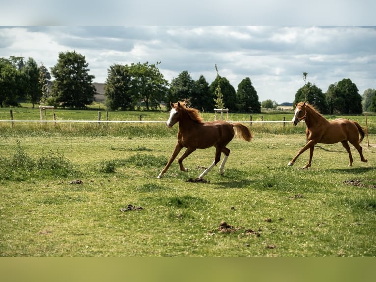 German Riding Pony Stallion 1 year 14,1 hh Chestnut-Red in Kleve