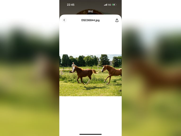 German Riding Pony Stallion 1 year 14,1 hh Chestnut-Red in Kleve