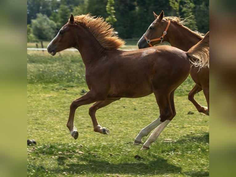 German Riding Pony Stallion 1 year 14,1 hh Chestnut-Red in Kleve