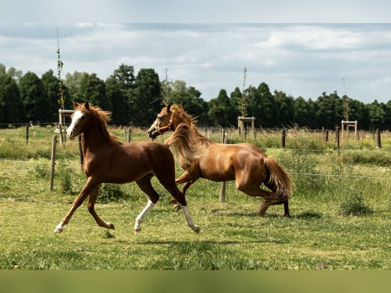 German Riding Pony Stallion 1 year 14,1 hh Chestnut-Red in Kleve