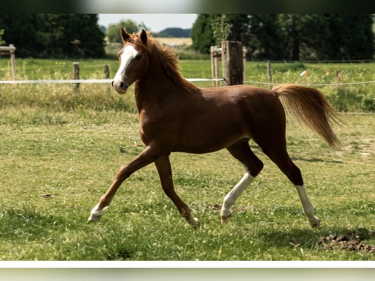 German Riding Pony Stallion 1 year 14,1 hh Chestnut-Red in Kleve