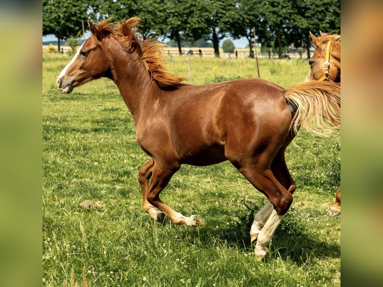 German Riding Pony Stallion 1 year 14,1 hh Chestnut-Red in Kleve