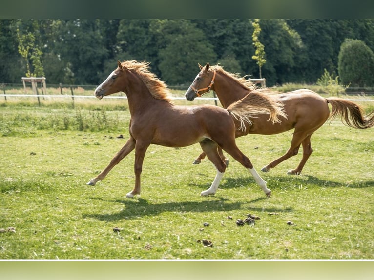 German Riding Pony Stallion 1 year 14,1 hh Chestnut-Red in Kleve