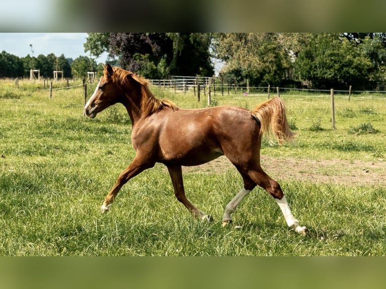 German Riding Pony Stallion 1 year 14,1 hh Chestnut-Red in Kleve