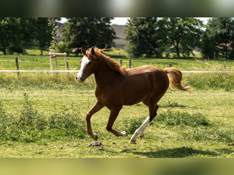 German Riding Pony Stallion 1 year 14,1 hh Chestnut-Red in Kleve